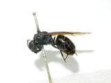 ǦW:Camponotus japonicus Mayr, 1866