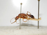 ǦW:Harpegnathos saltator Jerdon, 1851