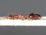 ǦW:Monomorium monomorium Bolton, 1987