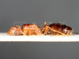 ǦW:Pheidole noda Smith, 1874