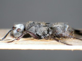 ǦW:Polyrhachis guerini Roger, 1863