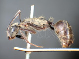 ǦW:Camponotus (Myrmosaulus) holosericeus Emery, 1889