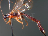 ǦW:Dolichomitus tuberculatus jezoensis (Uchida, 1928)