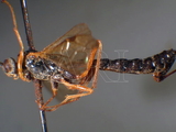 ǦW:Dolichomitus macropunctatus macropunctatus (Uchida, 1928)