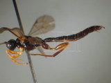 ǦW:Dolichomitus melanomerus tinctipennis (Cameron, 1899)