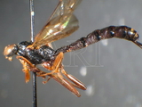 ǦW:Dolichomitus heteropus Thoms.