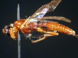 ǦW:Acrodactyla takewakii (Uchida, 1927)