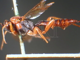 ǦW:Pimpla dorsata (Dalla Torre, 1901)