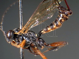 ǦW:Pimpla flavipalpis Cameron, 1899