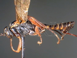 ǦW:Pimpla flavipalpis Cameron, 1899