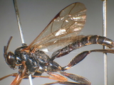 ǦW:Pimpla luctuosa Smith, 1874