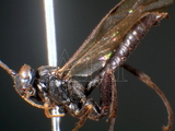 ǦW:Pimpla aethiops Curtis, 1828