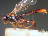 ǦW:Echthromorpha agrestoria fuscator (Fabricius, 1793)