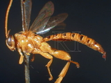 ǦW:Xanthopimpla brachycentra brachycentra Krieger, 1914