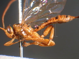 ǦW:Xanthopimpla honorata honorata (Cameron, 1899)