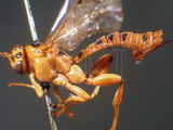 ǦW:Xanthopimpla nana aequabilis Krieger, 1914