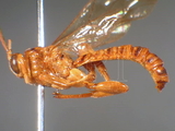 ǦW:Xanthopimpla appendicularis (Cameron, 1899)