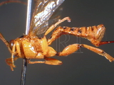 ǦW:Xanthopimpla naenia Morley, 1913