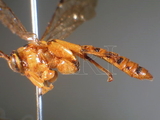 ǦW:Xanthopimpla naenia Morley, 1913