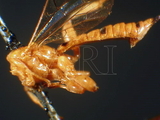 ǦW:Xanthopimpla trias Townes & Chiu, 1970