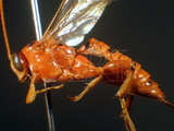 ǦW:Xanthopimpla punctata (Fabricius, 1781)