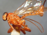 ǦW:Xanthopimpla edentangula edentangula Roman, 1913