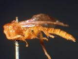 ǦW:Xanthopimpla flavolineata Cameron, 1907