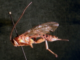 ǦW:Xanthopimpla konowi Krieger, 1899