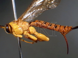 ǦW:Xanthopimpla rhopaloceros Krieger, 1915