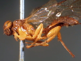 ǦW:Theronia lurida Tosquinet, 1896