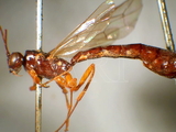 ǦW:Rhyssella approximator (Fabricius,1793)