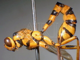 ǦW:Epirhyssa flavobalteata Cameron, 1899