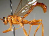 ǦW:Epirhyssa flavobalteata Cameron, 1899