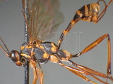 ǦW:Phytodietus formosanus Sonan, 1936