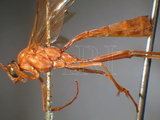 ǦW:Netelia (Nitelia) unicolor (Smith, 1874)