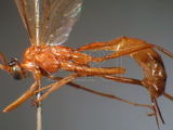 ǦW:Netelia (Netelia) ocellaris (Thomson, 1888)