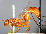 ǦW:Certonotus apicalis Morley, 1913