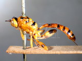 ǦW:Poecilocryptus nigromaculatus Cameron, 1901