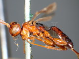 ǦW:Gelis bifasciatus Rut.