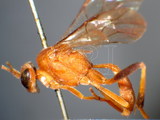 ǦW:Hemigaster carinifrons Cameron, 1899