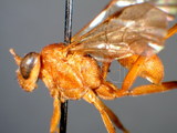 ǦW:Hemigaster luteus Brulle, 1846