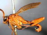 ǦW:Mansa fulvipennis (Cameron, 1902)