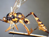 ǦW:Eurycryptus decoratus (Smith, 1862)