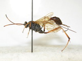 ǦW:Acroricnus ambulator rufiabdominalis Uchida, 1931