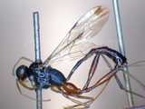 ǦW:Leptobatopsis nigra Cushman, 1933