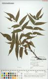 中文種名:化香樹