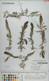 中文種名:黃花挖耳草