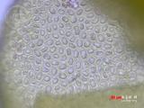 中文種名:大瓣扁萼蘚
