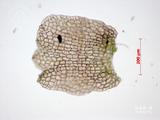 中文種名:三裂鞭蘚
