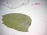 中文種名:三裂鞭蘚